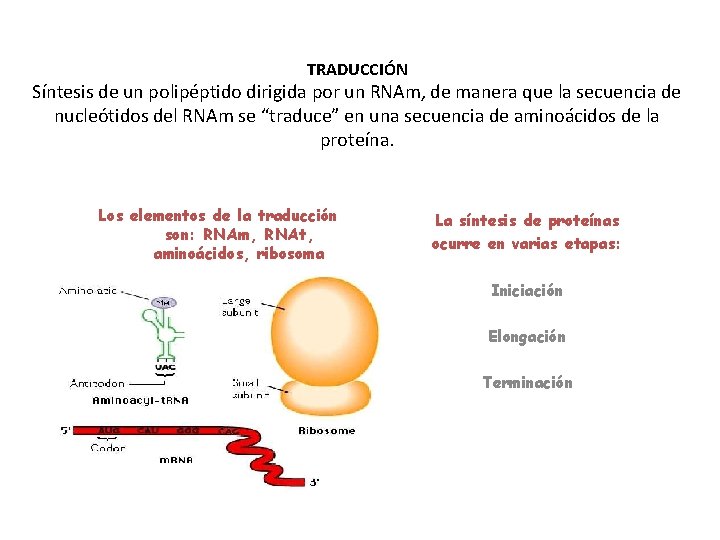 TRADUCCIÓN Síntesis de un polipéptido dirigida por un RNAm, de manera que la secuencia