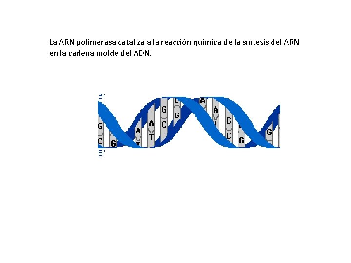 La ARN polimerasa cataliza a la reacción química de la síntesis del ARN en