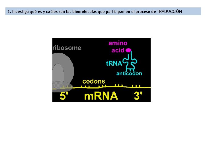 1. Investiga qué es y cuáles son las biomóleculas que participan en el proceso