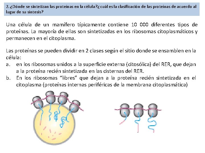 2. ¿Dónde se sintetizan las proteínas en la célula? ¿cuál es la clasificación de