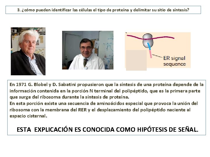 3. ¿cómo pueden identificar las células el tipo de proteína y delimitar su sitio