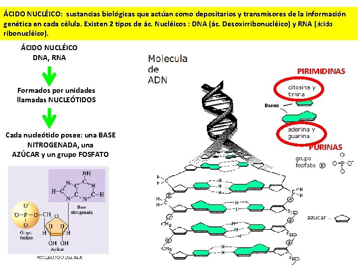 ÁCIDO NUCLÉICO: sustancias biológicas que actúan como depositarios y transmisores de la información genética