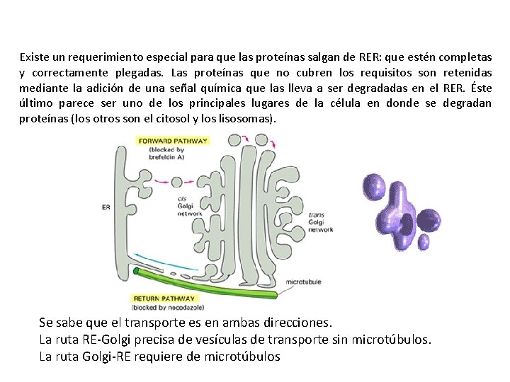 Existe un requerimiento especial para que las proteínas salgan de RER: que estén completas