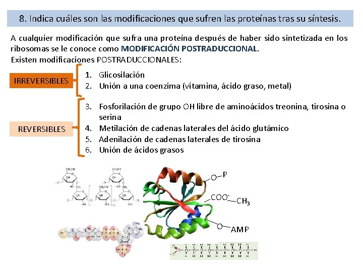 8. Indica cuáles son las modificaciones que sufren las proteínas tras su síntesis. A