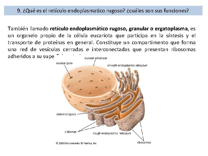 9. ¿Qué es el retículo endoplasmatico rugoso? ¿cuáles son sus funciones? También llamado retículo