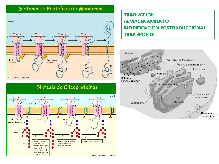 TRADUCCIÓN ALMACENAMIENTO MODIFICACIÓN POSTRADUCCIONAL TRANSPORTE 