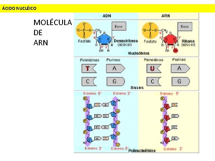 ÁCIDO NUCLÉICO MOLÉCULA DE ARN 