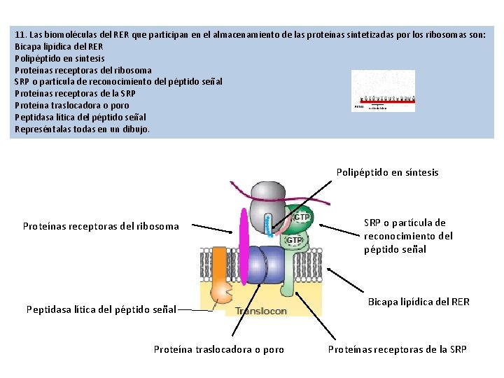 11. Las biomoléculas del RER que participan en el almacenamiento de las proteínas sintetizadas