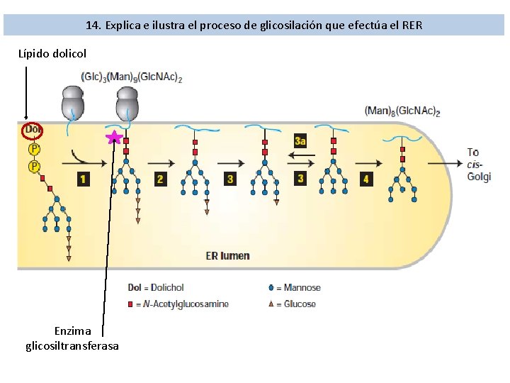 14. Explica e ilustra el proceso de glicosilación que efectúa el RER Lípido dolicol