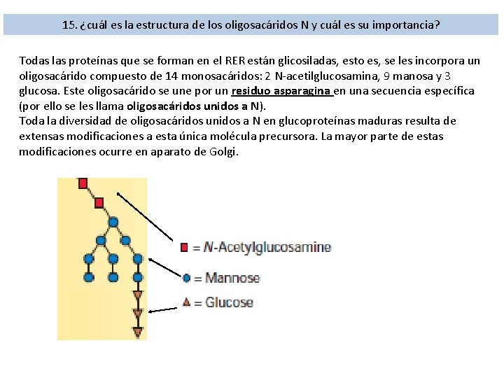 15. ¿cuál es la estructura de los oligosacáridos N y cuál es su importancia?