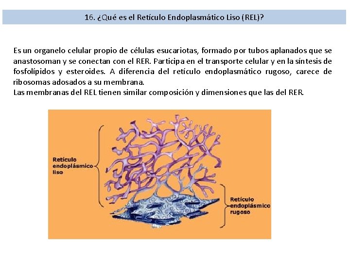 16. ¿Qué es el Retículo Endoplasmático Liso (REL)? Es un organelo celular propio de