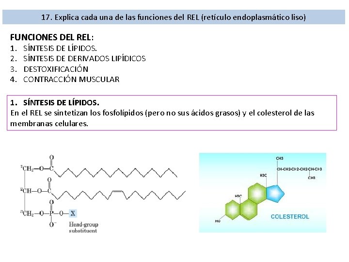 17. Explica cada una de las funciones del REL (retículo endoplasmático liso) FUNCIONES DEL