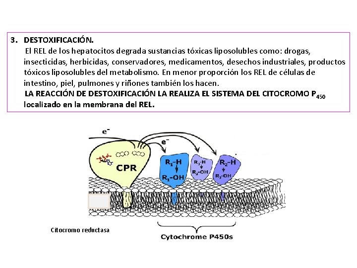 3. DESTOXIFICACIÓN. El REL de los hepatocitos degrada sustancias tóxicas liposolubles como: drogas, insecticidas,