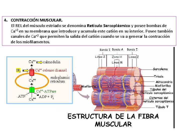 4. CONTRACCIÓN MUSCULAR. El REL del músculo estriado se denomina Retículo Sarcoplásmico y posee