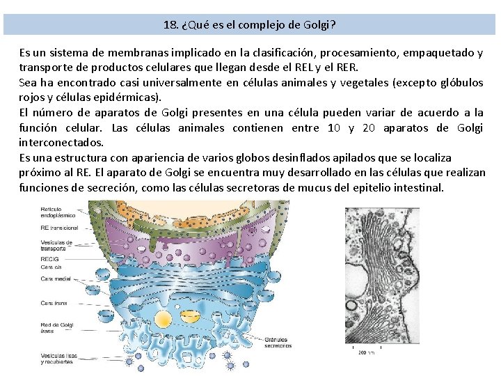 18. ¿Qué es el complejo de Golgi? Es un sistema de membranas implicado en