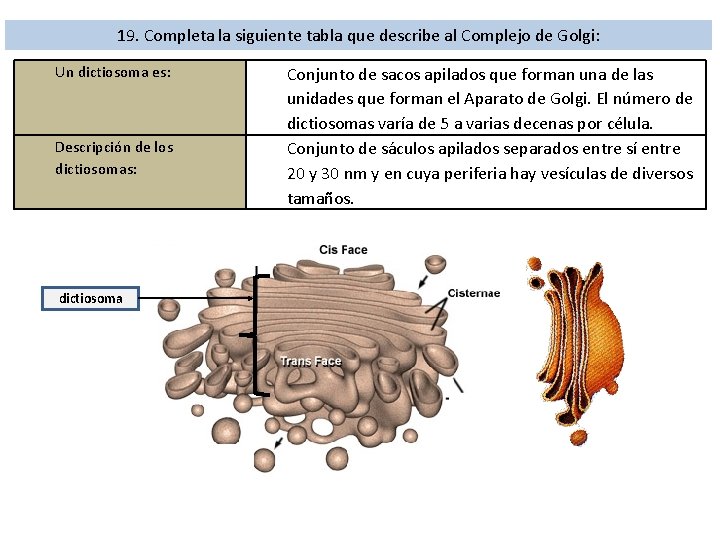 19. Completa la siguiente tabla que describe al Complejo de Golgi: Un dictiosoma es: