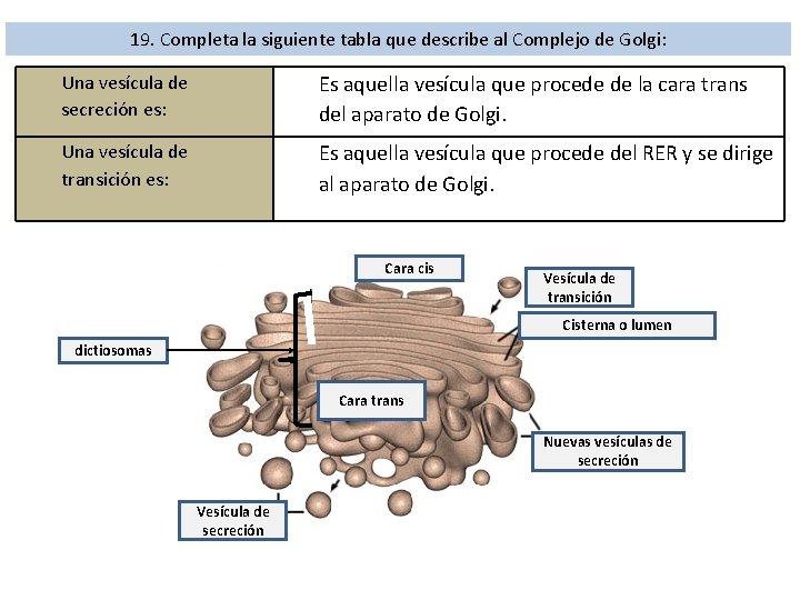 19. Completa la siguiente tabla que describe al Complejo de Golgi: Una vesícula de