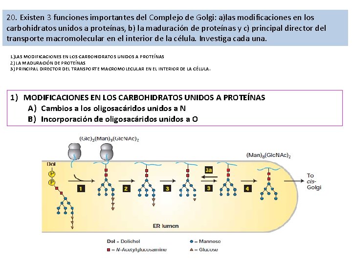 20. Existen 3 funciones importantes del Complejo de Golgi: a)las modificaciones en los carbohidratos