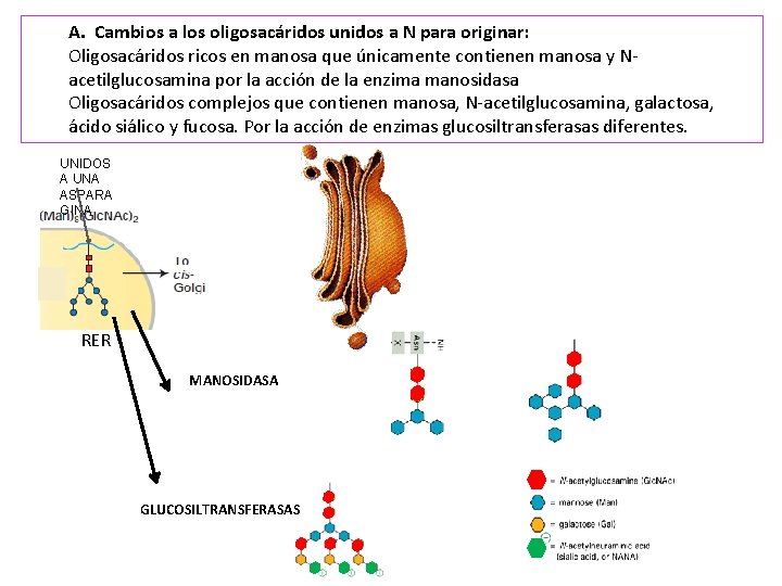 A. Cambios a los oligosacáridos unidos a N para originar: Oligosacáridos ricos en manosa
