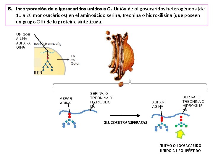 B. Incorporación de oligosacáridos unidos a O. Unión de oligosacáridos heterogéneos (de 10 a