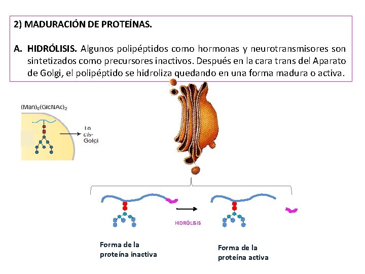 2) MADURACIÓN DE PROTEÍNAS. A. HIDRÓLISIS. Algunos polipéptidos como hormonas y neurotransmisores son sintetizados