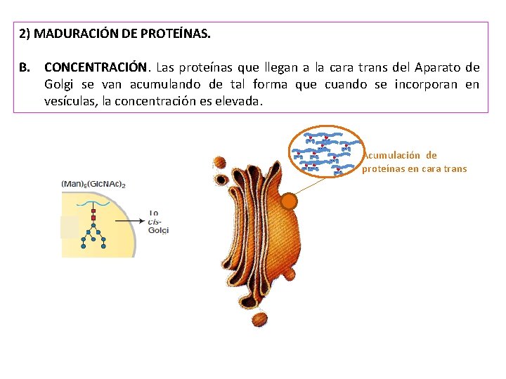 2) MADURACIÓN DE PROTEÍNAS. B. CONCENTRACIÓN. Las proteínas que llegan a la cara trans