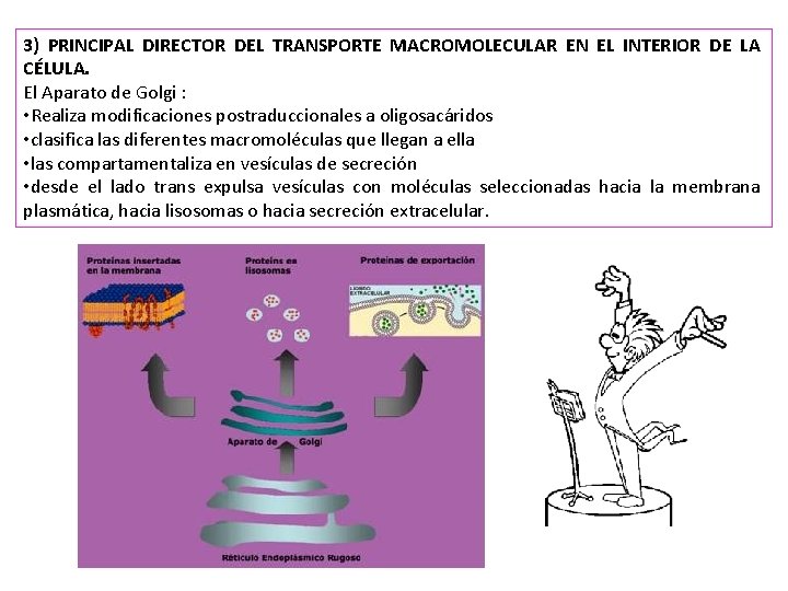 3) PRINCIPAL DIRECTOR DEL TRANSPORTE MACROMOLECULAR EN EL INTERIOR DE LA CÉLULA. El Aparato
