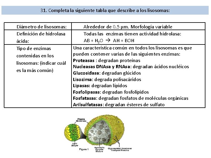 31. Completa la siguiente tabla que describe a los lisosomas: Diámetro de lisosomas: Definición