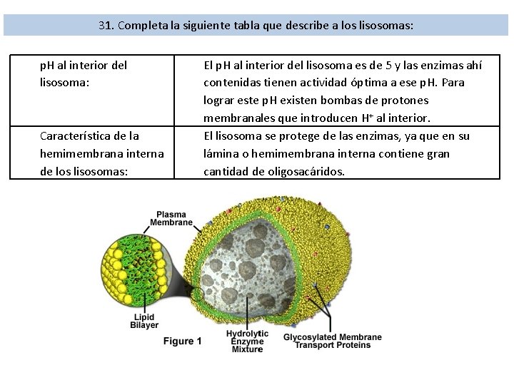 31. Completa la siguiente tabla que describe a los lisosomas: p. H al interior