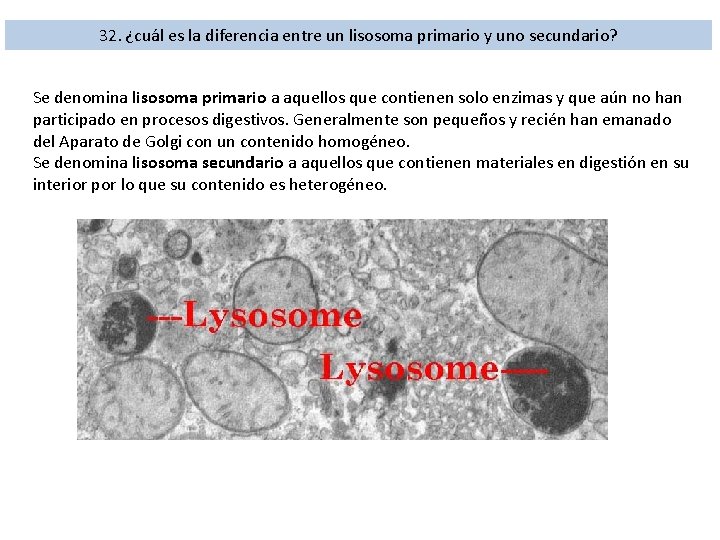 32. ¿cuál es la diferencia entre un lisosoma primario y uno secundario? Se denomina