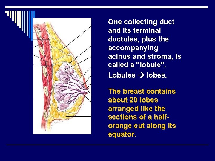 One collecting duct and its terminal ductules, plus the accompanying acinus and stroma, is