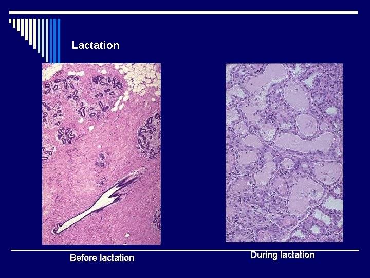 Lactation Before lactation During lactation 