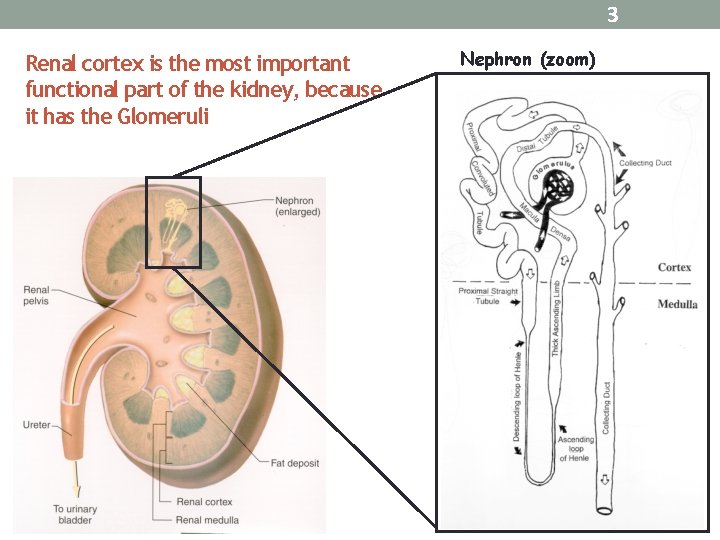 3 Renal cortex is the most important functional part of the kidney, because it