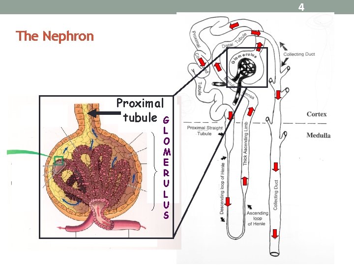 4 The Nephron Proximal tubule G L O M E R U L U