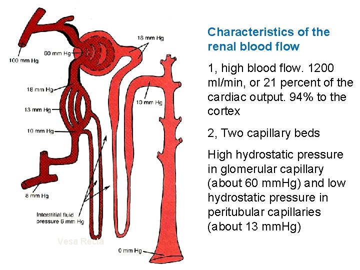 Characteristics of the renal blood flow 1, high blood flow. 1200 ml/min, or 21