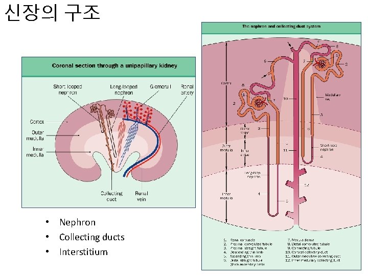 신장의 구조 • Nephron • Collecting ducts • Interstitium 