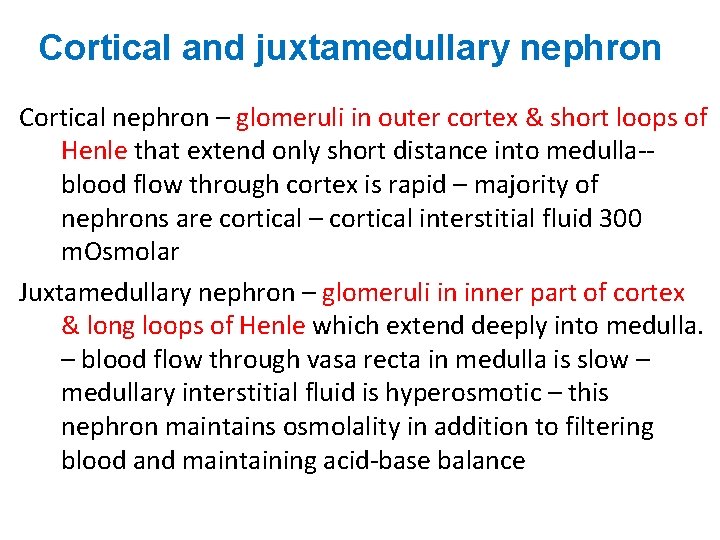 Cortical and juxtamedullary nephron Cortical nephron – glomeruli in outer cortex & short loops