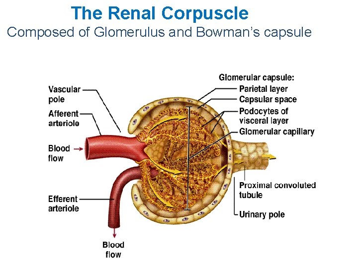 The Renal Corpuscle Composed of Glomerulus and Bowman’s capsule 