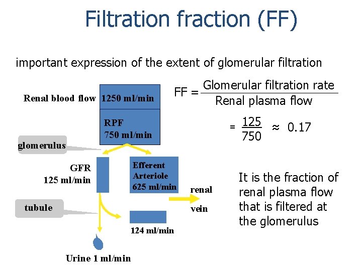 Filtration fraction (FF) important expression of the extent of glomerular filtration Renal blood flow