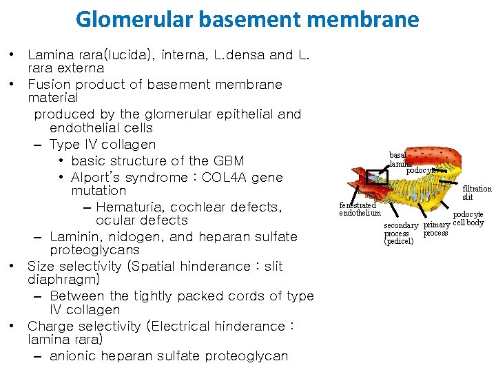 Glomerular basement membrane • Lamina rara(lucida), interna, L. densa and L. rara externa •