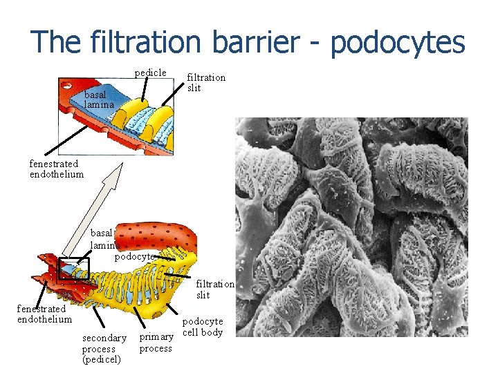 The filtration barrier - podocytes pedicle basal lamina filtration slit fenestrated endothelium basal lamina