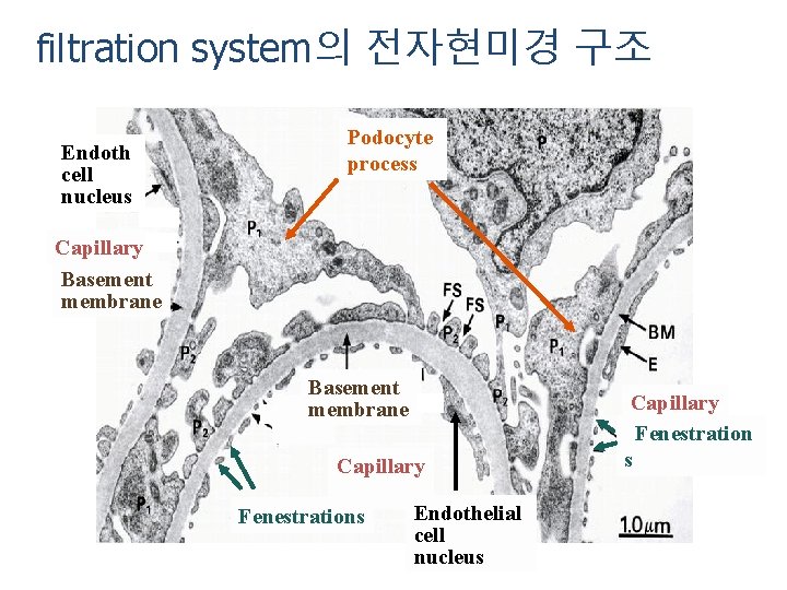 filtration system의 전자현미경 구조 Endoth cell nucleus Podocyte process Capillary Basement membrane Capillary Fenestrations