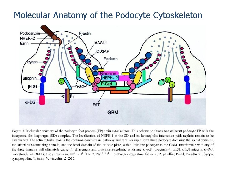 Molecular Anatomy of the Podocyte Cytoskeleton Z=ZO-1 