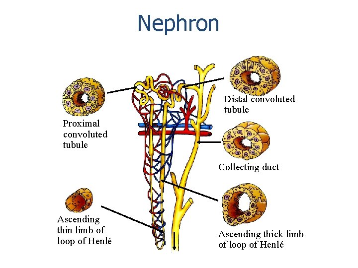 Nephron Distal convoluted tubule Proximal convoluted tubule Collecting duct Ascending thin limb of loop