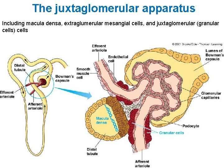 The juxtaglomerular apparatus Including macula densa, extraglumerular mesangial cells, and juxtaglomerular (granular cells) cells