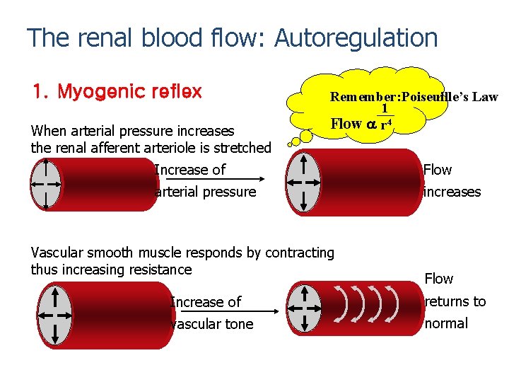 The renal blood flow: Autoregulation 1. Myogenic reflex When arterial pressure increases the renal