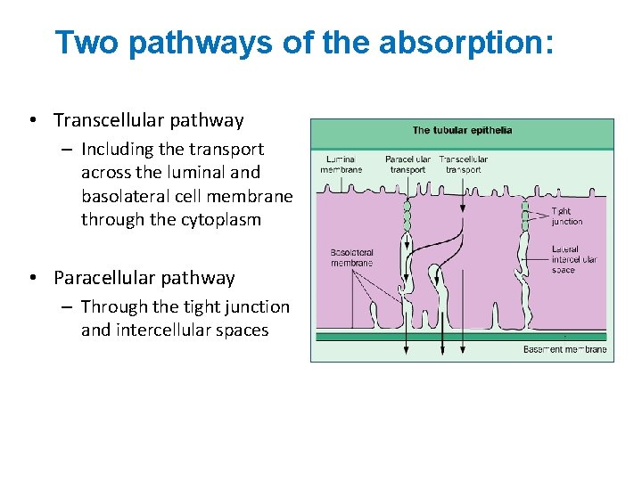 Two pathways of the absorption: • Transcellular pathway – Including the transport across the