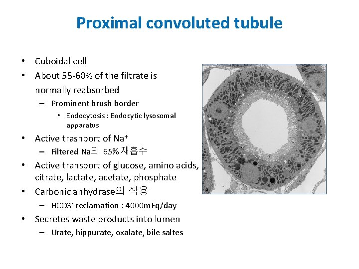 Proximal convoluted tubule • Cuboidal cell • About 55 -60% of the filtrate is
