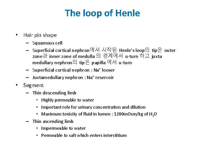 The loop of Henle • Hair pin shape – Squamous cell – Superficial cortical