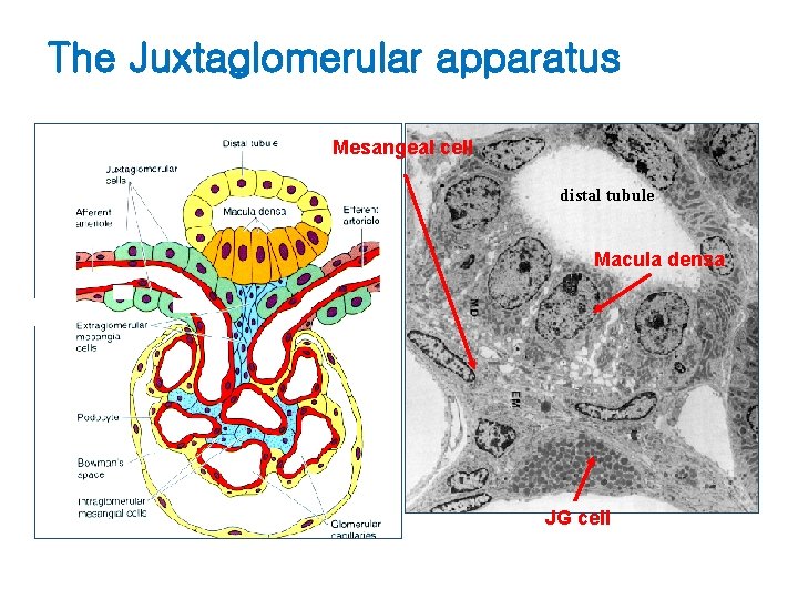The Juxtaglomerular apparatus Mesangeal cell distal tubule Macula densa JG cell 